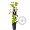 Vitis vinifera 'Vroege van der Laan' Witte druif