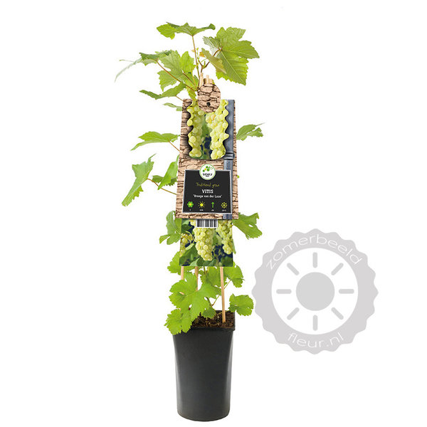 Vitis vinifera 'Vroege van der Laan' Witte druif