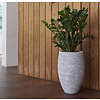 Zamioculcas Zamiifolia large