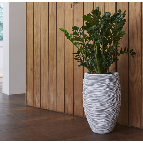 Zamioculcas Zamiifolia large