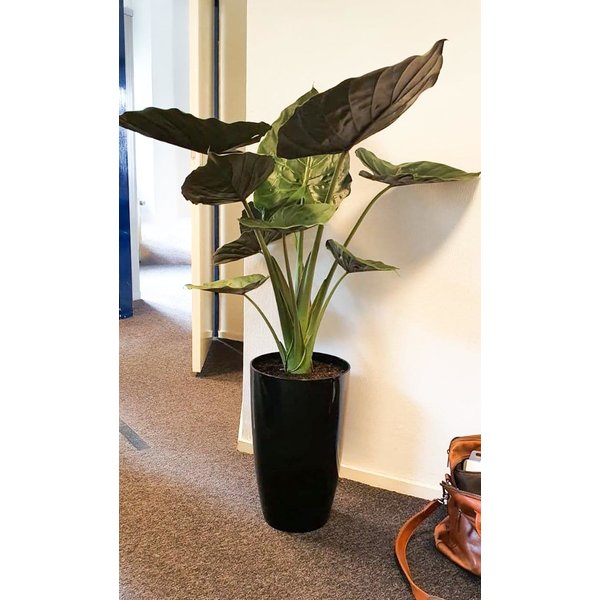 Alocasia Wentii medium