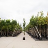 Prunus serrulata 'Amanogawa' Japanse sierkers