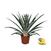 Ananas Bromelia Corona