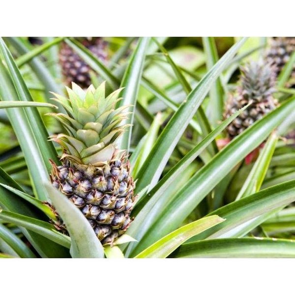 hebben zich vergist Verhuizer Heerlijk Ananasplant makkelijk eenvoudig en snel online bestellen? | Fleur.nl