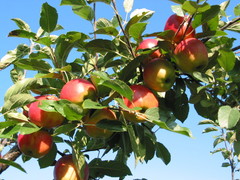 ALLE FRUITBOMEN