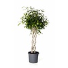 Ficus Exotica Benjamina gevlochten koker Large