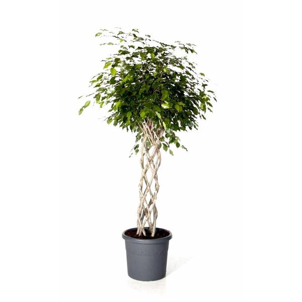 Ficus Exotica Benjamina gevlochten koker Large
