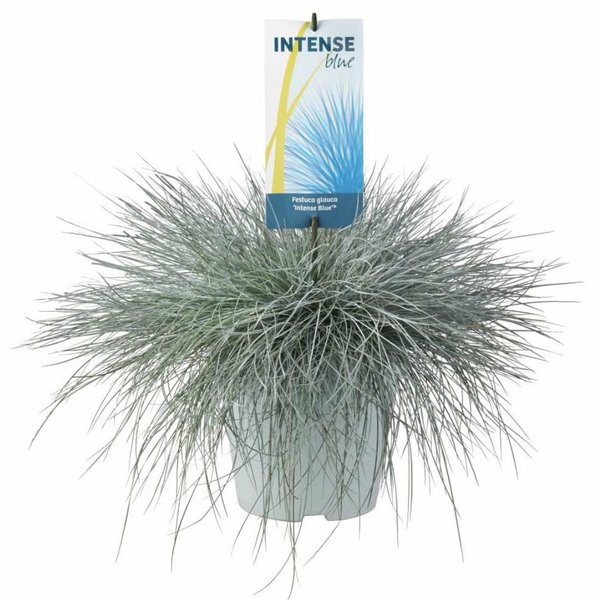 Festuca glauca 'Intense Blue' XL