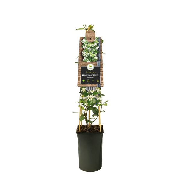 Trachelospermum jasminoides Italiaanse Jasmijn