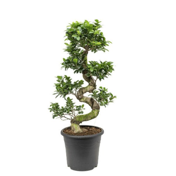 Ficus Bonsai Medium