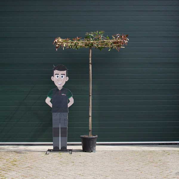 Dak-Photinia