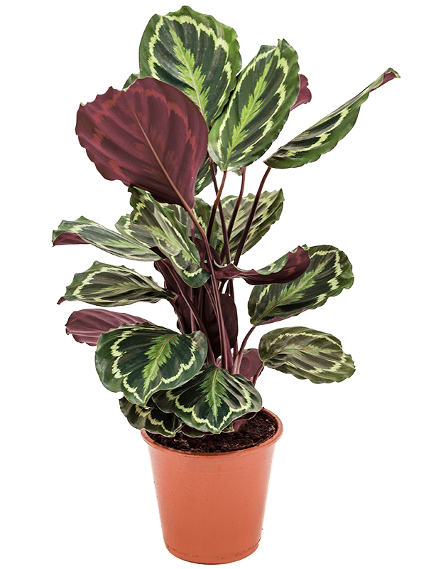  Calathea  Medaillon eenvoudig en  snel online bestellen 