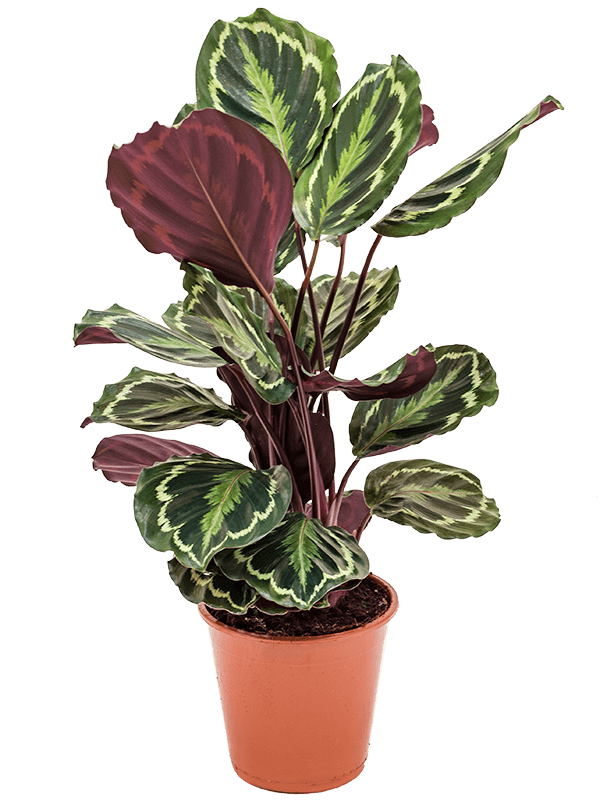 Calathea plant live Darkbrown eenvoudig en snel online ...