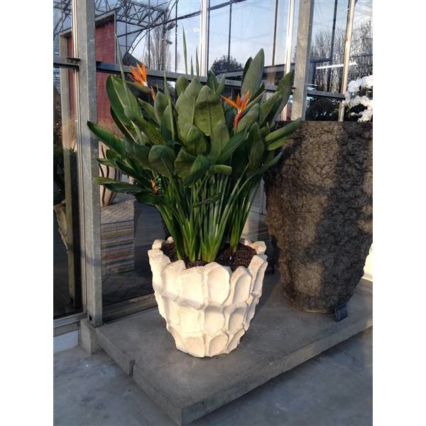 Strelitzia Reginae