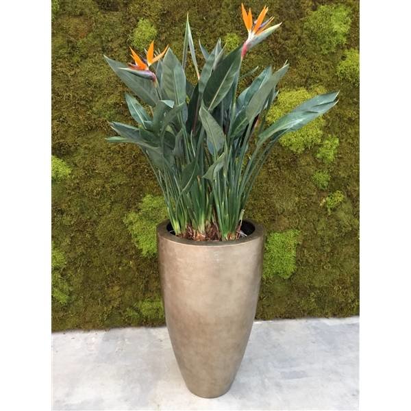 Strelitzia Reginae
