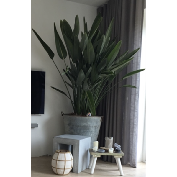Strelitzia Reginae