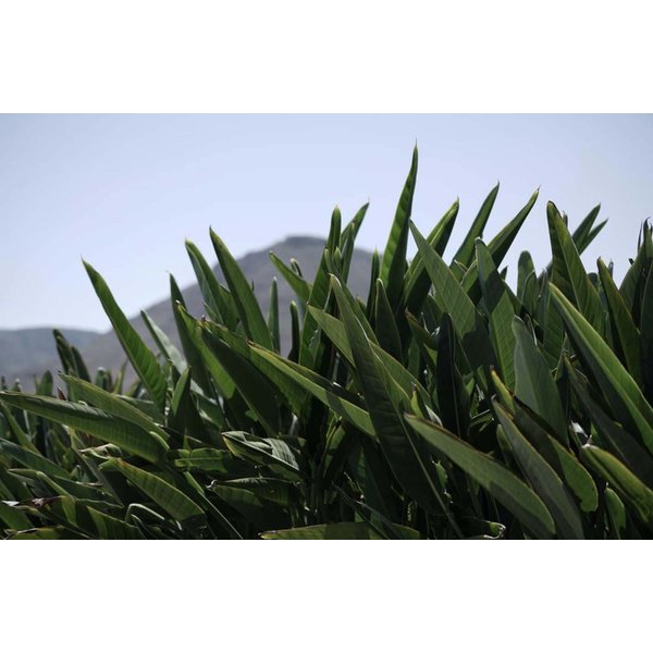Strelitzia Reginae