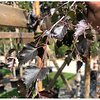 Betula Pendula 'Royal Frost' Rode berk