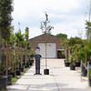 Betula Pendula 'Royal Frost' Rode berk