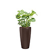 Monstera in watergevende pot rondo