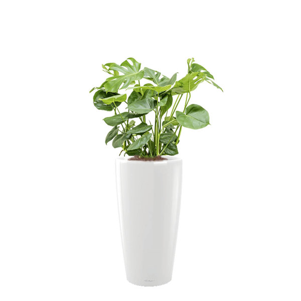 Lechuza Monstera in watergevende pot rondo