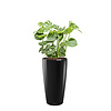 Monstera in watergevende pot rondo