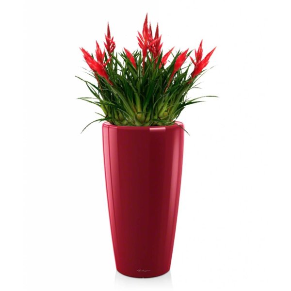 Lechuza Bromelia lechuza Rondo watergevende pot