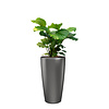 Calathea Orbifolia in watergevende pot Rondo