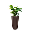 Calathea Orbifolia in watergevende pot Rondo