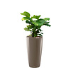 Calathea Orbifolia in watergevende pot Rondo