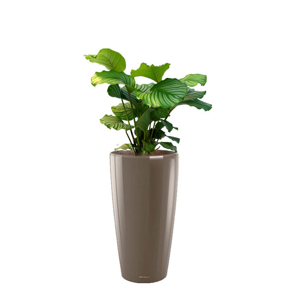 Lechuza Calathea Orbifolia in watergevende pot Rondo