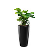 Calathea Orbifolia in watergevende pot Rondo