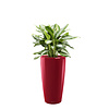 Aglaonema in watergevende pot Rondo