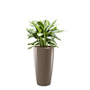 Aglaonema in watergevende pot Rondo