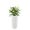 Aglaonema in watergevende pot Rondo