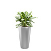 Aglaonema in watergevende pot Rondo