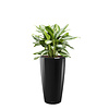 Aglaonema in watergevende pot Rondo