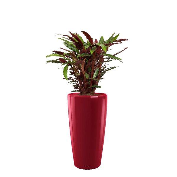 Lechuza Calathea Barbarufi in watergevende pot Rondo