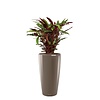 Calathea Barbarufi in watergevende pot Rondo