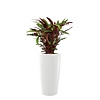 Calathea Barbarufi in watergevende pot Rondo