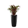 Calathea Barbarufi in watergevende pot Rondo