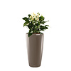 Anthurium Wit in watergevende pot Rondo
