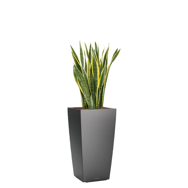 Lechuza Sansevieria Laurentii in watergevende pot Cubico