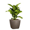 Dieffenbachia Maroba in watergevende pot Quadro