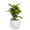 Dieffenbachia Maroba in watergevende pot Quadro