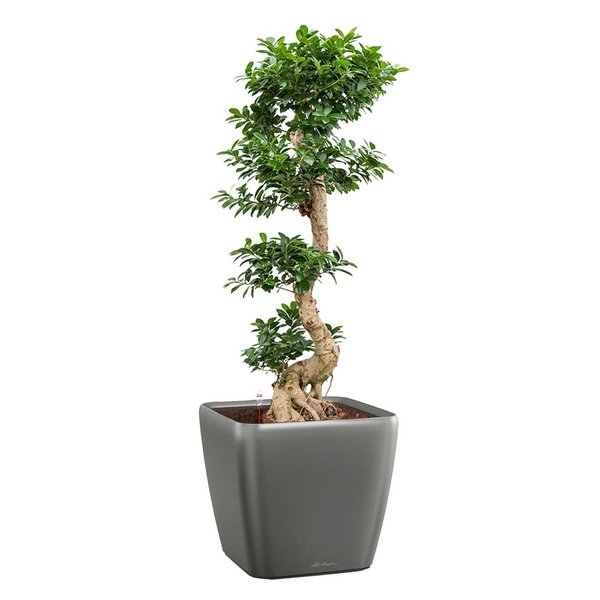  Bonsai  Luxius in Lechuza pot  eenvoudig en snel online 