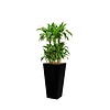 Dracaena Arturo met pot - hydrocultuur