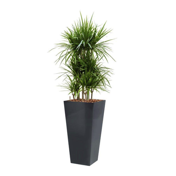 Dracaena Marginata met pot - hydrocultuur
