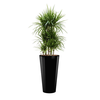 Dracaena Marginata met pot - hydrocultuur