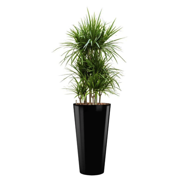 Dracaena Marginata met pot - hydrocultuur